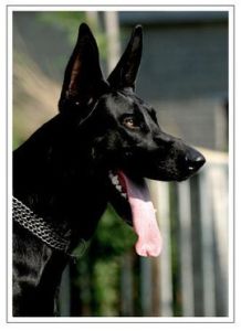 墨界黑狼 墨界黑狼