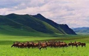 內蒙古賽罕烏拉自然保護區