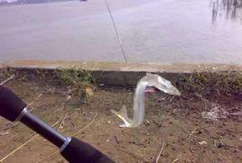 鴨綠江麵條魚 鴨綠江麵條魚