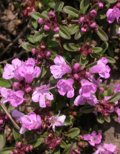 顯脈百里香 顯脈百里香