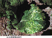 白菜霜霉病 白菜霜霉病