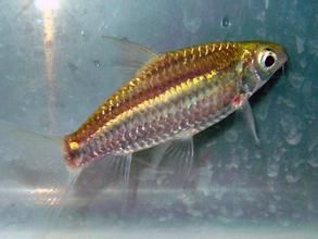 五線無須魮 五線無須魮