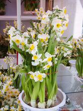 水仙花[水仙花]