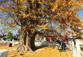 新村銀杏產業開發區 新村銀杏產業開發區