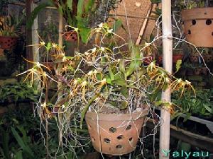 金唇白點蘭 金唇白點蘭