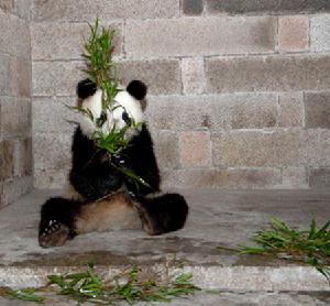 亞成體大熊貓 亞成體大熊貓