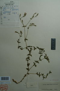 腺萼蠅子草 腺萼蠅子草