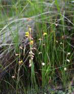 纏繞挖耳草 纏繞挖耳草