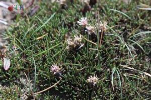 鑽狀風毛菊 鑽狀風毛菊