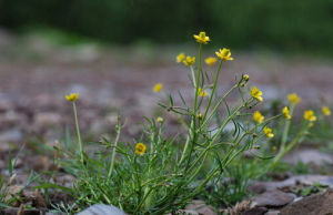 高原毛茛 高原毛茛