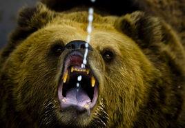 人熊[哺乳綱動物]