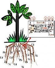 根系分泌物 根系分泌物
