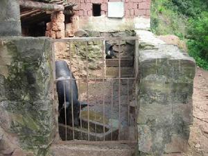 箐尾村-生豬養殖