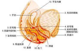 流產感染 流產感染