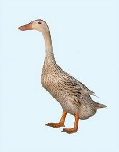 豐城麻鴨 豐城麻鴨