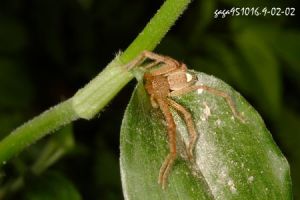 鋸齒擬高腳蛛 鋸齒擬高腳蛛