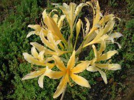 廣西石蒜 廣西石蒜