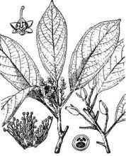 宜章山礬 宜章山礬