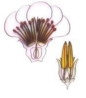 多體雄蕊 多體雄蕊