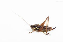 蟋蟀亞科 蟋蟀亞科