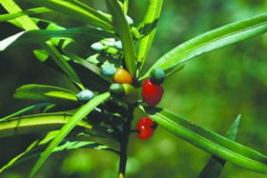 裂葉羅漢果（變種）