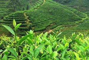 屈鄉絲綿茶 屈鄉絲綿茶