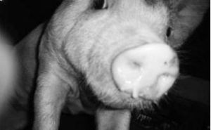 豬黃麴黴毒素中毒