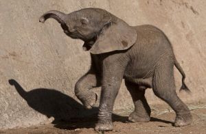 聖地亞哥動物園一隻新生的小象,目前研究人員已經破解非洲象群的語言