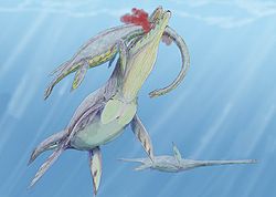 伍倫加龍（學名：Woolungasaurus）是種已滅絕海生爬行動物，屬於蛇頸龍亞目薄板龍科。屬名意為“Woolunga的蜥蜴”，Woolunga是澳大利亞原住民神話中的一種爬行動物。格倫道爾伍倫加龍的模式標本是個部份骨骼，發現於澳大利亞[昆士蘭]]的Wallumbilla組，年代為下白堊紀的阿爾比階，包含46節脊椎、肋骨、前肢、肩帶、以及部份後肢。另一個未命名種的化石，發現於澳大利亞艾爾湖附近的Maree組，年代為白堊紀，包含12節脊椎。在1982年，澳大利亞昆士蘭Maxwelltown附近發現的一個頭骨，被歸類於伍倫加龍。伍倫加龍是種典型的薄板龍科，具有40顆銳利的牙齒，身長估計為9.5米。北美洲的Hydralmosaurus，也屬於薄板龍科，可能是伍倫加龍的近親。伍倫加龍化石時期： 白堊紀早期 獵食伍倫加龍的克柔龍 科學分類 界： 動物界 Animalia 門： 脊索動物門 Chordata 綱： 蜥形綱 Sauropsida 總目： 鰭龍超目 Sauropterygia 目： 蛇頸龍目 Plesiosauria 亞目： 蛇頸龍亞目 Plesiosauroidea 科： 薄板龍科 Elasmosauridae 屬： 伍倫加龍屬 WoolungasaurusP.O. Persson 1960  種 格倫道爾伍倫加龍 W. glendowerensis W. sp.