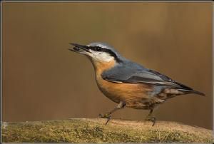 岩雷鳥貝加爾湖亞種 岩雷鳥貝加爾湖亞種