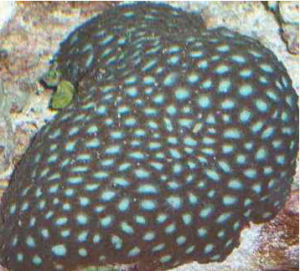 綠色蜂巢珊瑚 綠色蜂巢珊瑚