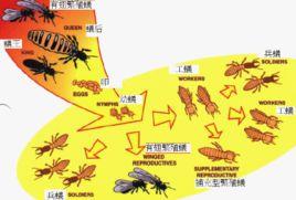 社會的體系 社會的體系