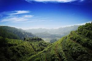 桃源有機茶 桃源有機茶