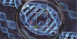 異源雙鏈DNA 異源雙鏈DNA