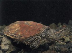 鱷龜科龜