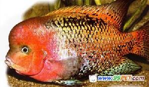 壽星頭魚 壽星頭魚