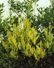 柑橘黃龍病 柑橘黃龍病