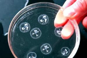 桃花水母現身洛河