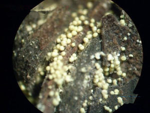 金花普冒 金花普冒