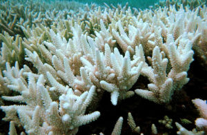 珊瑚礁白化