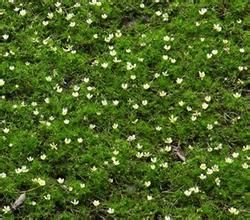 毛柄水毛茛 毛柄水毛茛