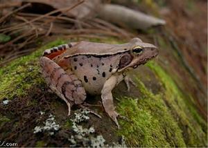 昭覺林蛙 昭覺林蛙