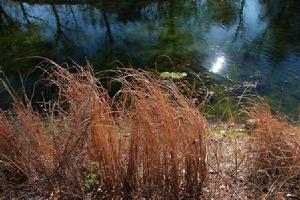 何草不黃[詩經]