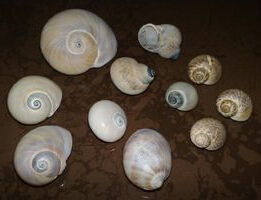 波利氏玉螺 波利氏玉螺