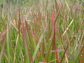 斑茅草 斑茅草