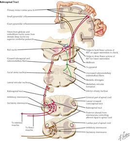 馬尾[解剖學結構]