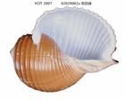 帶鶉螺 帶鶉螺