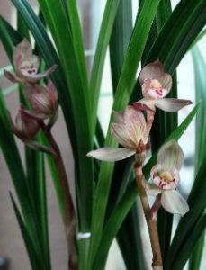 大理鴨頭蘭 大理鴨頭蘭