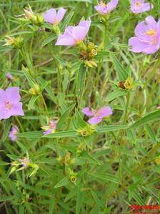 葫蘆草（圖二）