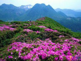 井岡山珍稀動物觀賞園 井岡山珍稀動物觀賞園